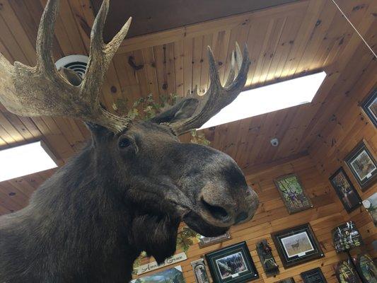 Mandatory moose visit!