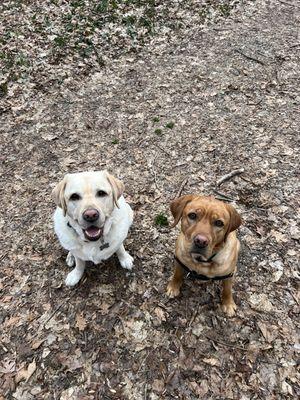 The cutest lab duo, Buddy and Kami love their walks on the trails!