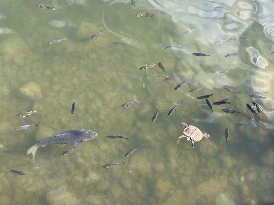 Local water life in the marina