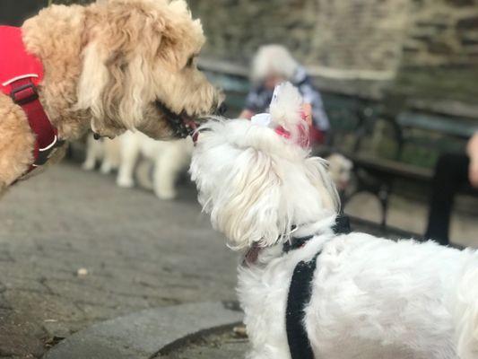 Peter Detmold Park Dog Run