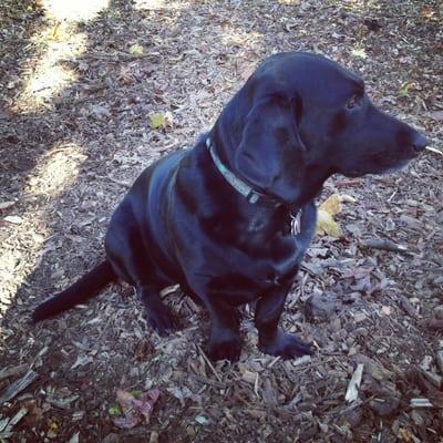 Babka surveying the area.