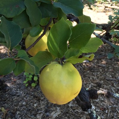 Quinces, one of several different quince varieties. They must've been popular back then.