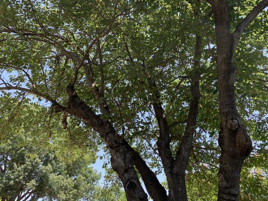 The tree the day it was cut showing new growth not thinned out as expected.