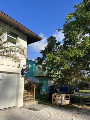 After photo of palm tree removal on Holmes beach