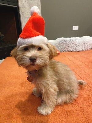 Thanks for the Santa hat! Our pup Winnie looks so cute in it