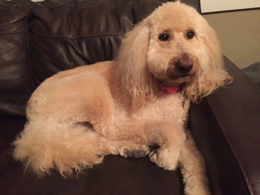 Hazel got an excellent hair cut today at Ultimutt!  Thanks to their great groomer.