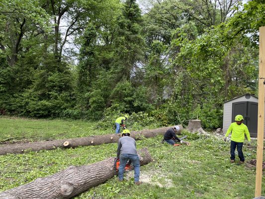 One of two big trees which were risk to house