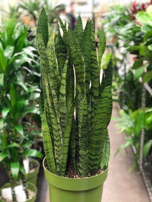 Sansevieria Zeylanica