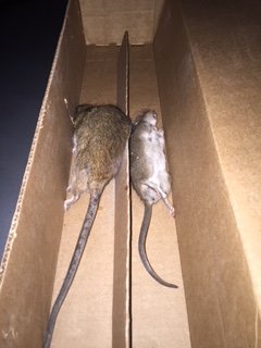 rats trapped on the property