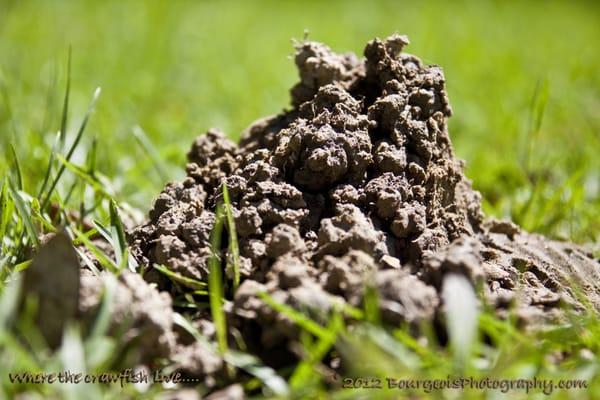 Where do crawfish live? What does a crawfish home look like? This is it right here!