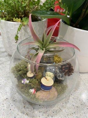 Airplant from urban garden