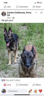 Canine Clubhouse