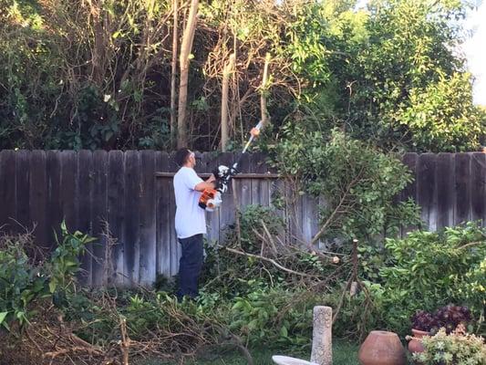 Cleaning the fence line