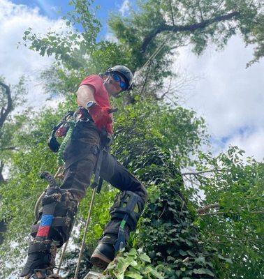 We are professional climbers! We have the ability to remove any hazardous tree you need gone.