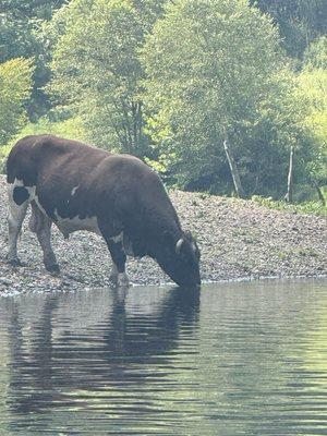 Bull drinking from the river