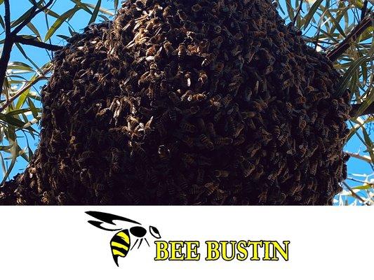 bee hive in tree