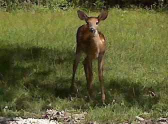 A little baby roaming along the course.