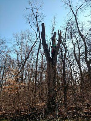 Tree Removal Dublin, Ohio