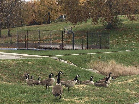 Geese nest near the new basketball court.