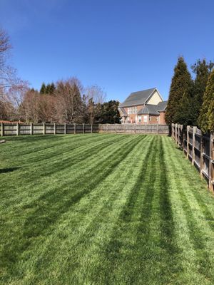 Striped up back yard