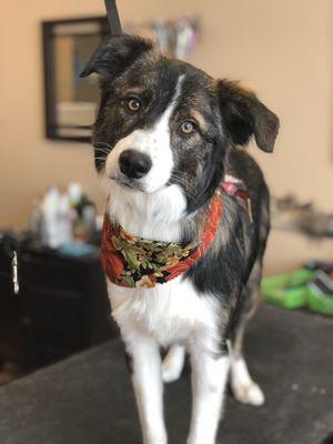 Border collie near trim