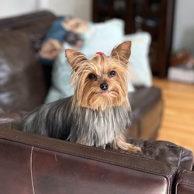 Phoebe the Yorkie after grooming