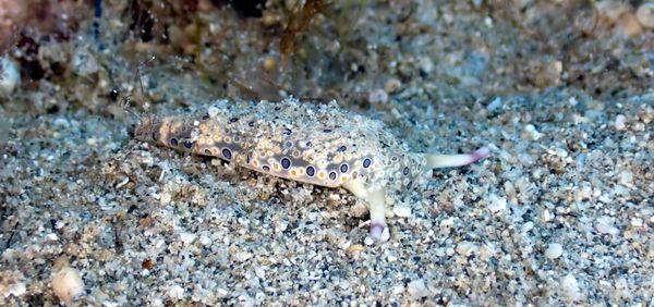 sea hare