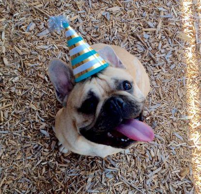 Buster's Birthday Party at Day Care