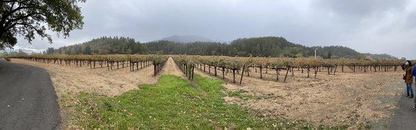 Cabernet vines