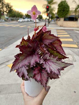 New begonia BFF