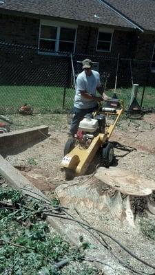 Stump grinding.