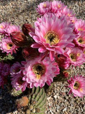 Cactus flowers in full bloom!  May 2021