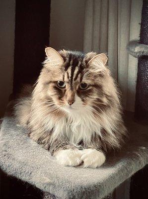 Alexei (Siberian Cat)