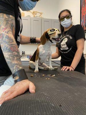 Here she is receiving cold laser therapy and eating a frozen treat to distract her from her "doggles".