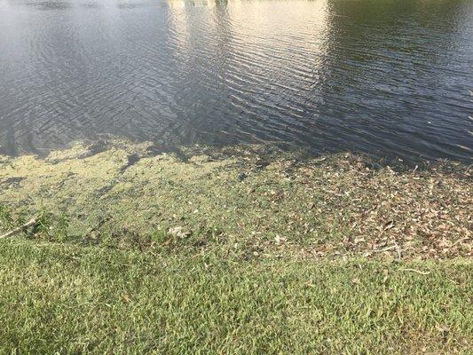 Threw all the grass and leaves in our canal