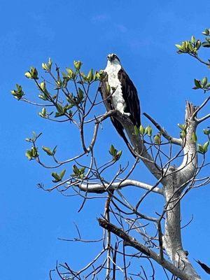 Barrier Island Excursions