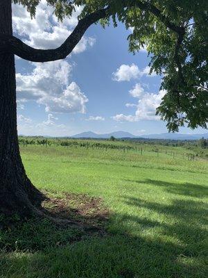 Vineyard view