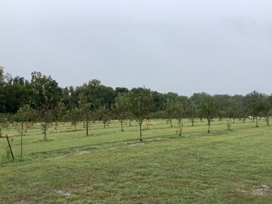 Rows of fruit trees