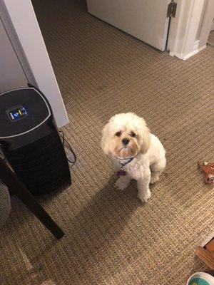 Before his appointment he could barely see due to fur