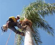 Seminole Tree Masters