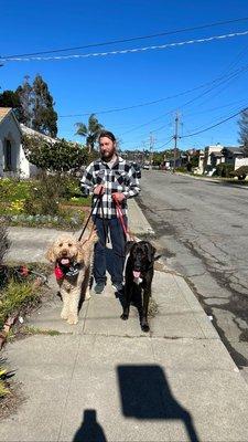 Jake getting trained to be part of the pack walks