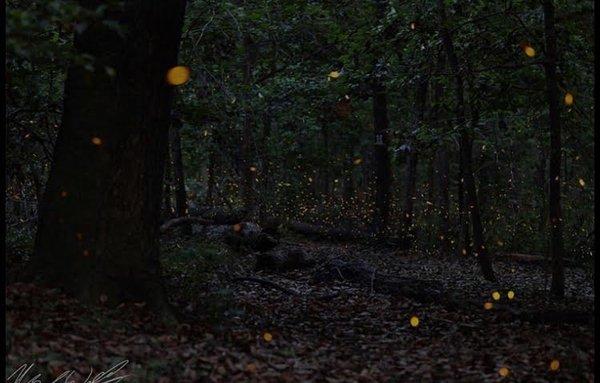 Synchronized fireflies