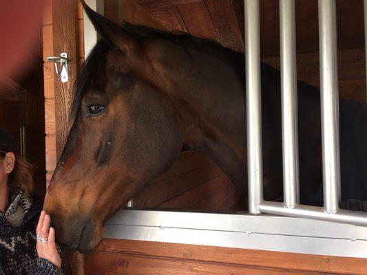 Literally the most beautiful horse I've ever seen. And very friendly - he's a bit of a licker!