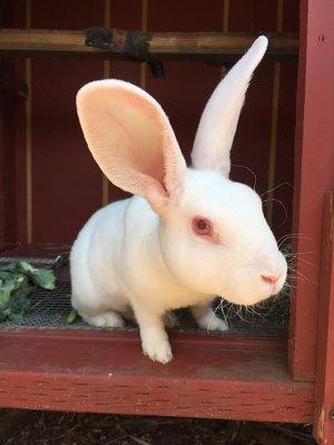 This is lucky, one of our adoptable rabbits. Lucky was abandoned at a pet store in LA before she came to Ahimsa.