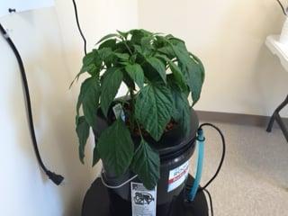 Pimento pepper in a deep water culture system.  Get a complete set up with light and root spa for only $119.95