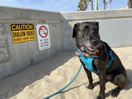 No dogs on sand!