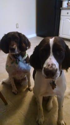 My English Springer Spaniels, Shiloh and Gunner!