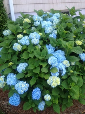 These are Nico Hydrangeas very popular for the spring and they bloom all summer into fall