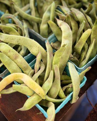 July 22, 2023 Italian flat beans - Henry's Farm