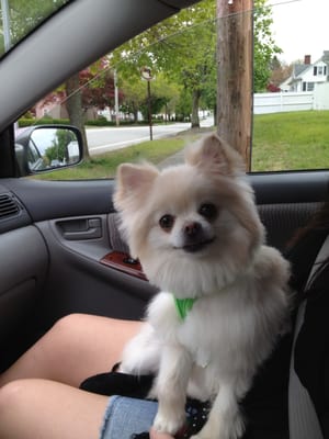 Pomeranian "teddy bear" cut by Lisa!